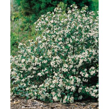 BUSKE SVARTARONIA VIT 20-50CM KRUKODLAD