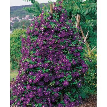 KLÄTTERVÄXT KLEMATIS ETOILE VIOLETTE LILA KRUKODLAD
