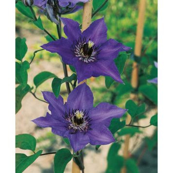 KLÄTTERVÄXT KLEMATIS PATENS ROYALBLÅ 50-80 CM KRUKODLAD