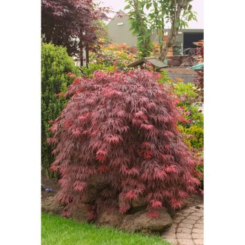 BUSKE BLODFLIKLÖNN JAPANSK PURPURRÖD KRUKODLAD 30-40CM