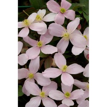 KLÄTTERVÄXT RÖD BERGKLEMATIS ROSA KRUKODLAD