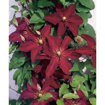 KLÄTTERVÄXT KLEMATIS JACKMANII RÖD 50-80 CM KRUKODLAD