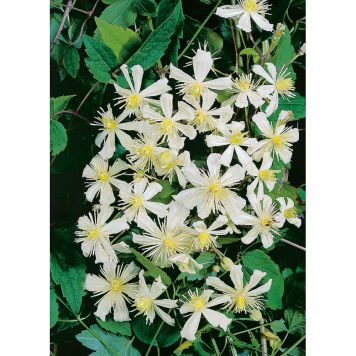 KLÄTTERVÄXT KLEMATIS PAUL FARGES VIT KRUKODLAD