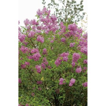 BUSKE BONDSYRÉN BLÅ KRUKODLAD