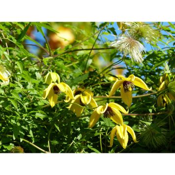 KLÄTTERVÄXT GULLKLEMATIS GULDGUL 50-80 CM KRUKODLAD