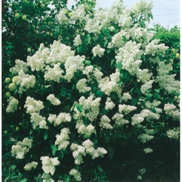 BUSKE BONDSYRÉN VIT 30-50CM KRUKODLAD