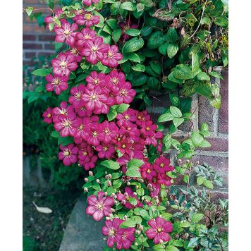 KLÄTTERVÄXT KLEMATIS JACKMANII KARMINRÖD 50-80 CM KRUKODLAD