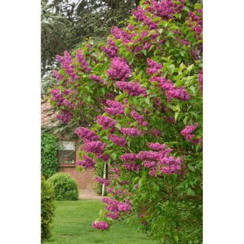 BUSKE ÄDELSYRÉN LILA MÖRKLILA 40-60CM KRUKODLAD