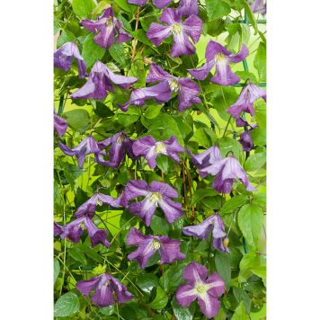KLÄTTERVÄXT KLEMATIS ITALIENSK VIOLETT KRUKODLAD