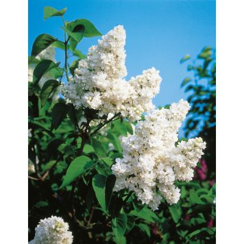 BUSKE ÄDELSYRÉN VIT 40-60CM KRUKODLAD