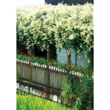 KLÄTTERVÄXT BOKHARABINDA 50-80 CM KRUKODLAD