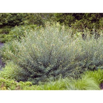 BUSKE RÖDVIDE SILVER 30-60CM KRUKODLAD