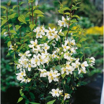 BUSKE SCHERSMIN SMÅBLOMMIG 20-50CM KRUKODLAD