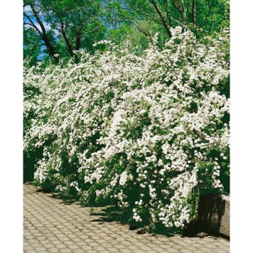 HÄCK GOLIAT BUKETTSPIREA 80-100CM 50-PACK