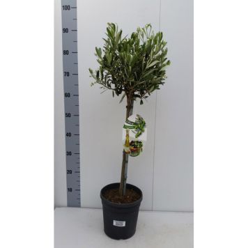 OLIVTRÄD 90CM 