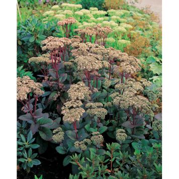 PERENN KÄRLEKSÖRT MATRONA PRYDNAD 6-PACK