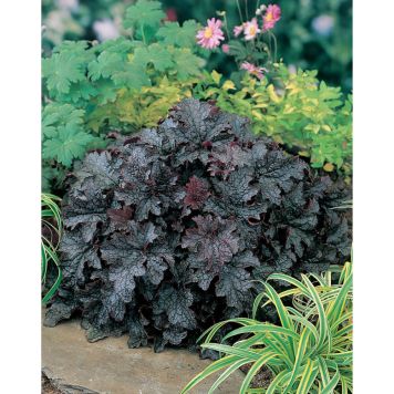 PERENN ALUNROT PLUM PUDDING PRYDNAD 3-PACK