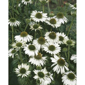 PERENN SOLHATT VIT PRYDNAD 3-PACK