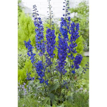 PERENN RIDDARSPORRE MÖRKBLÅ PRYDNAD 3-PACK