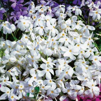 PERENN KRYPFLOX ALBA MARKTÄCKARE 5-PACK