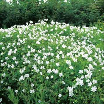 PERENN BLODNÄVA ALBUM MARKTÄCKARE 5-PACK