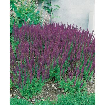 PERENN STÄPPSALVIA OSTFRISLAND KANTVÄXT 15-PACK