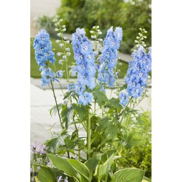 PERENN RIDDARSPORRE BLÅ NYANSER PRYDNAD 3-PACK