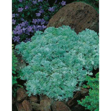 PERENN JAPANSK MALÖRT MARKTÄCKARE 5-PACK