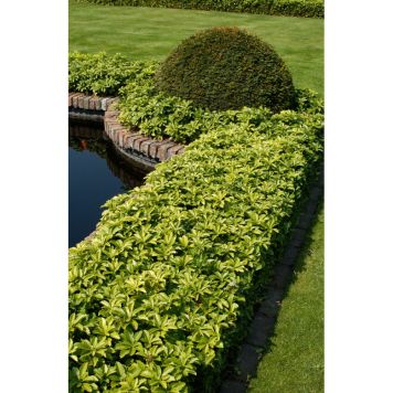 PERENN SKUGGRÖNA MARKTÄCKARE 5-PACK