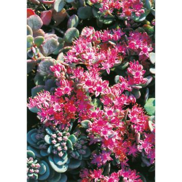 PERENN LITEN KÄRLEKSÖRT MARKTÄCKARE 15-PACK