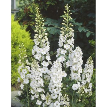 PERENN RIDDARSPORRE VIT PRYDNAD 3-PACK