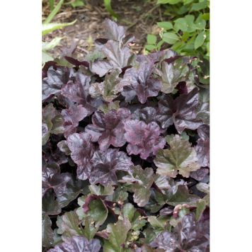 PERENN ALUNROT OBSIDIAN PRYDNAD 6-PACK