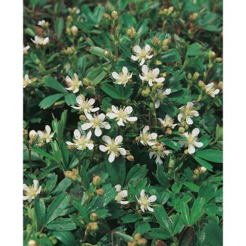 PERENN FINGERÖRT MARKTÄCKARE 5-PACK