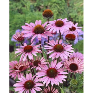 PERENN SOLHATT RÖDVIOLETT PRYDNAD 3-PACK