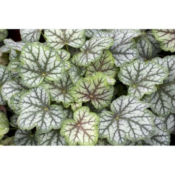 PERENN ALUNROT GREEN SPICE PRYDNAD 5-PACK