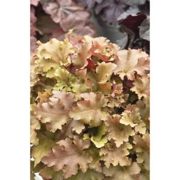 PERENN ALUNROT MARMELADE PRYDNAD 3-PACK