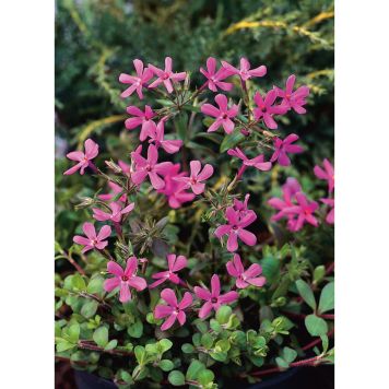 PERENN KRYPFLOX HOME FIRES MARKTÄCKARE 5-PACK