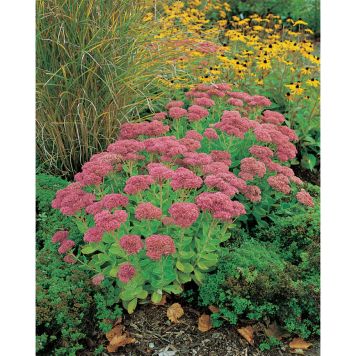 PERENN KÄRLEKSÖRT HERBSTFREUDE PRYDNAD 6-PACK