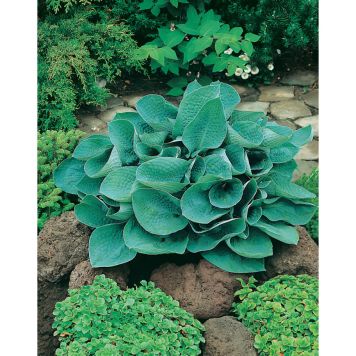 PERENN FUNKIA BIG DADDY PRYDNAD 3-PACK