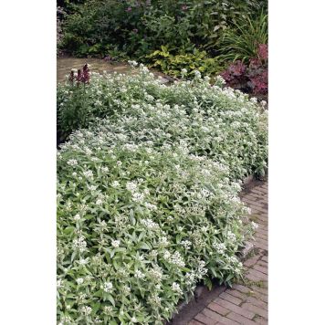 PERENN ULLETERNELL MARKTÄCKARE 5-PACK