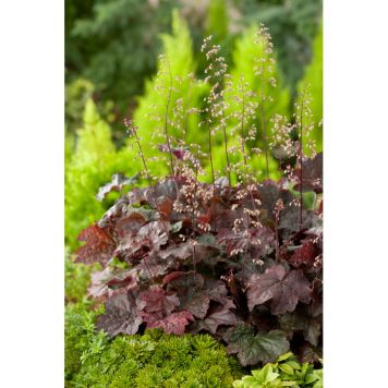 PERENN RÖDBLADIG ALUNROT MARKTÄCKARE 15-PACK