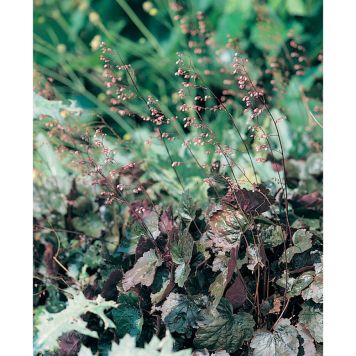 PERENN ALUNROT RACHEL PRYDNAD 3-PACK