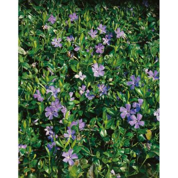 PERENN VINTERGRÖNA MARKTÄCKARE 5-PACK