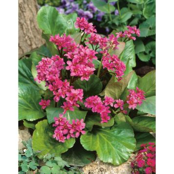 PERENN HJÄRTBERGENIA MARKTÄCKARE 5-PACK