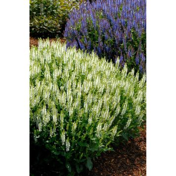 PERENN STÄPPSALVIA SCHNEEHUGEL KANTVÄXT 5-PACK