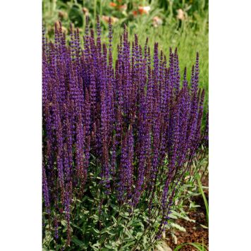 PERENN STÄPPSALVIA CARADONNA KANTVÄT 5-PACK