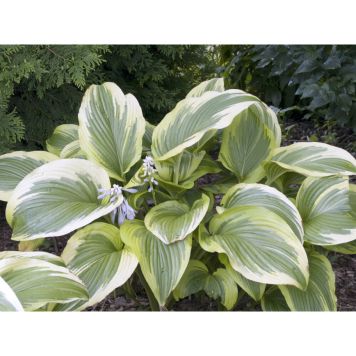 PERENN BLOMSTERFUNKIA PRYDNAD 3-PACK