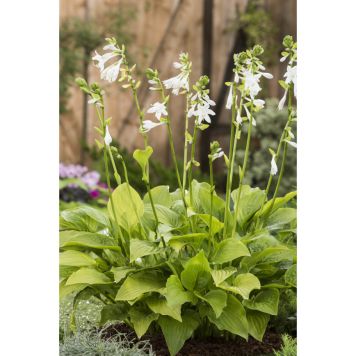 PERENN DOFTFUNKIA ROYAL PRYDNAD 6-PACK