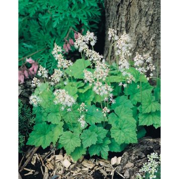 PERENN SPETSMÖSSA MARKTÄCKARE 5-PACK