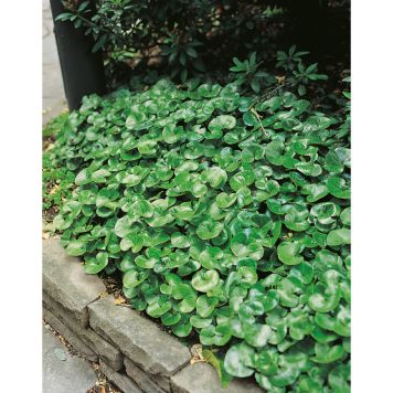 PERENN HASSELÖRT MARKTÄCKARE 15-PACK